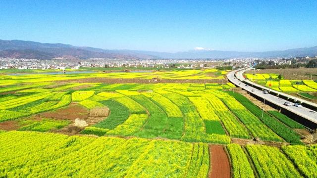 巍山油菜花美上《光明日报》头版