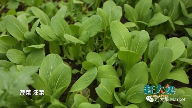 天津都市频道走进蓟州寻年味