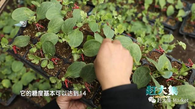 天津都市频道走进蓟州寻年味