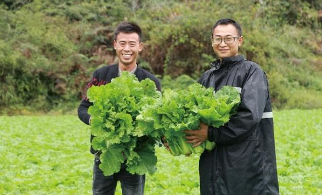 返乡种植高山蔬菜 打造城里人的绿色健康菜园子