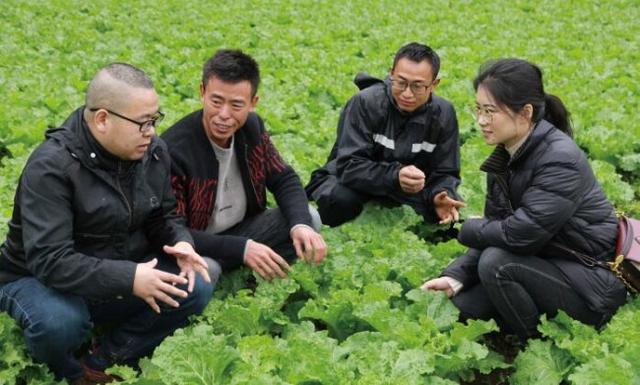 返乡种植高山蔬菜 打造城里人的绿色健康菜园子