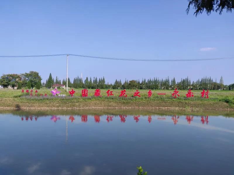 从鲜花里收获“红色金子”，上海这个村有朵“致富花”