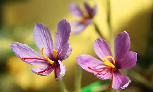 从鲜花里收获“红色金子”，上海这个村有朵“致富花”