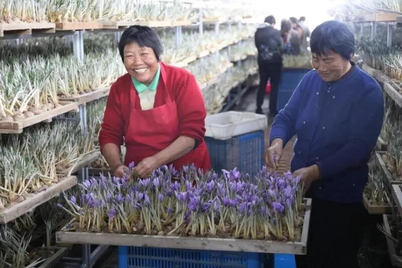 从鲜花里收获“红色金子”，上海这个村有朵“致富花”