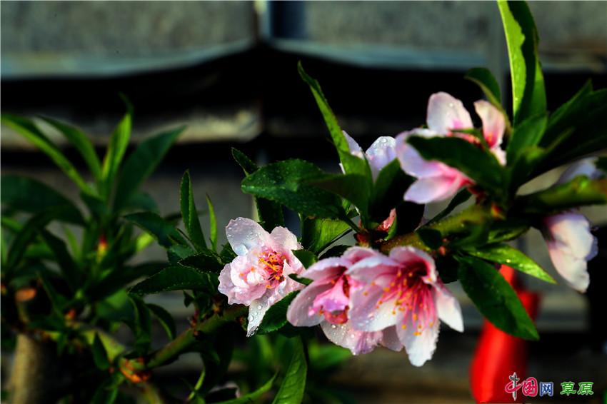 春到草原 大棚盛开“致富花”