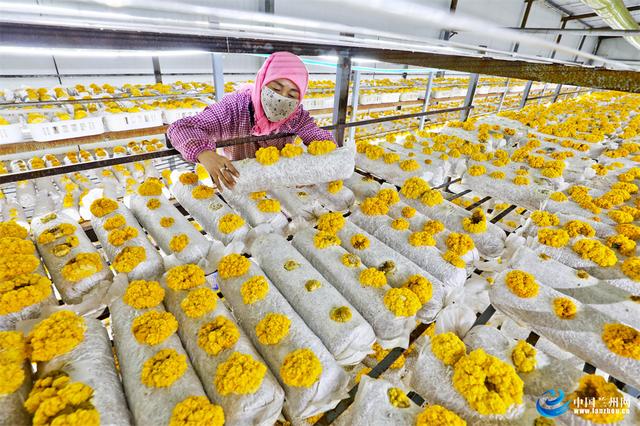 甘肃民乐：食用菌金耳种出“金饽饽”