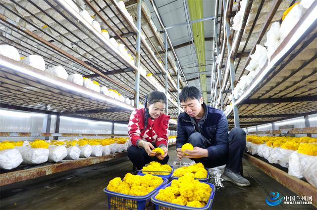 甘肃民乐：食用菌金耳种出“金饽饽”