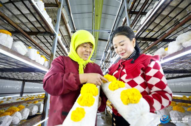 甘肃民乐：食用菌金耳种出“金饽饽”