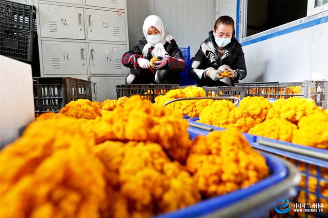 甘肃民乐：食用菌金耳种出“金饽饽”