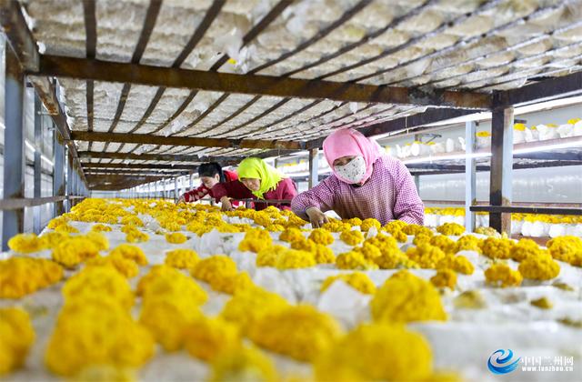 甘肃民乐：食用菌金耳种出“金饽饽”