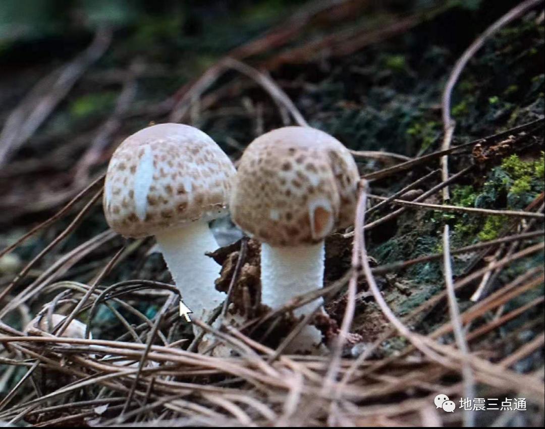 食用菌鉴别手册 | 过年吃腻了满汉全席，但这些高风险“健康食品”您了解么？