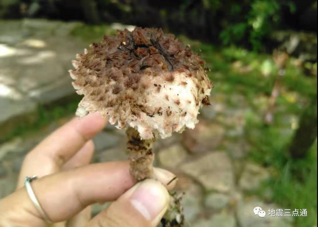 食用菌鉴别手册 | 过年吃腻了满汉全席，但这些高风险“健康食品”您了解么？