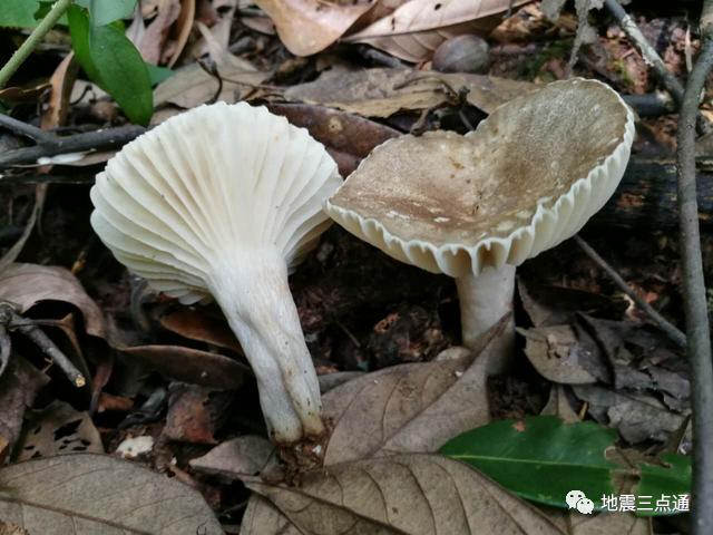 食用菌鉴别手册 | 过年吃腻了满汉全席，但这些高风险“健康食品”您了解么？