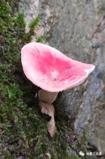 食用菌鉴别手册 | 过年吃腻了满汉全席，但这些高风险“健康食品”您了解么？