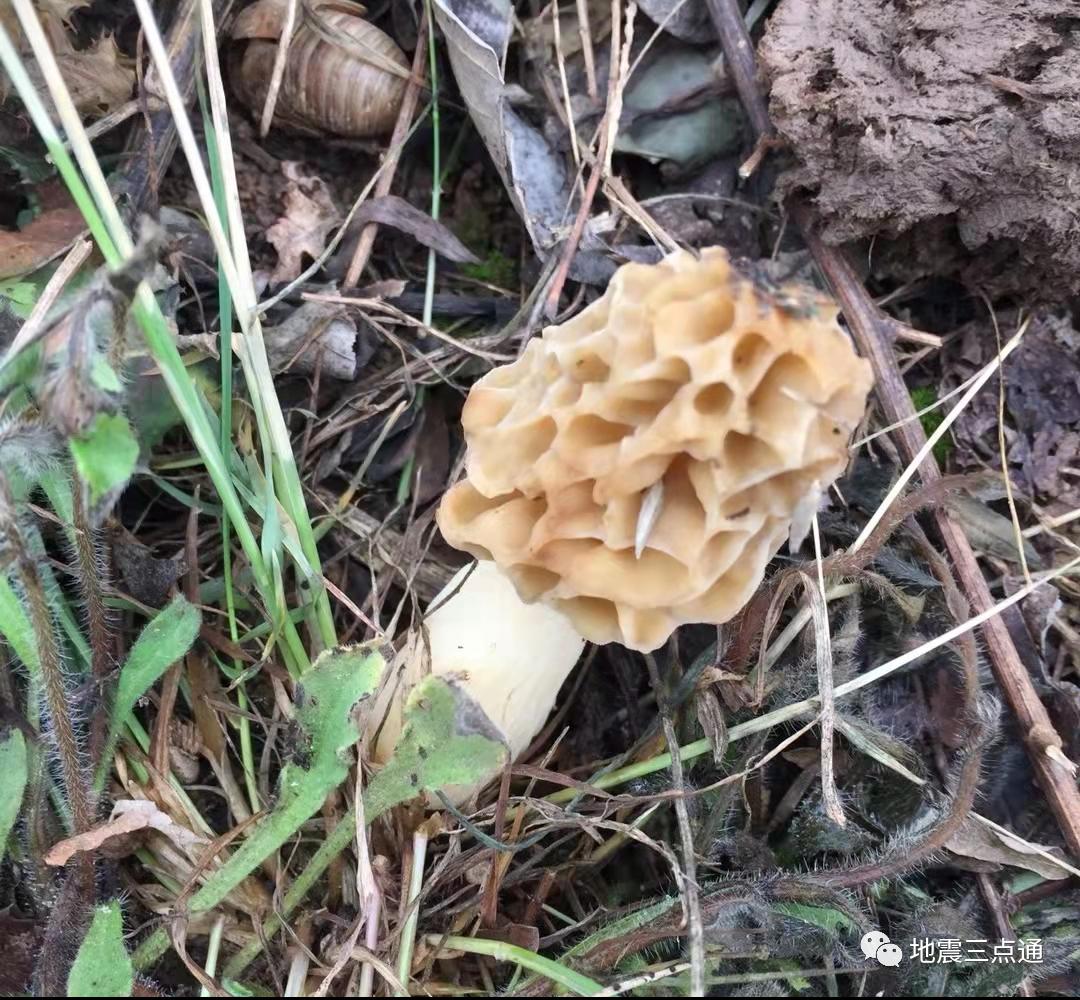 食用菌鉴别手册 | 过年吃腻了满汉全席，但这些高风险“健康食品”您了解么？