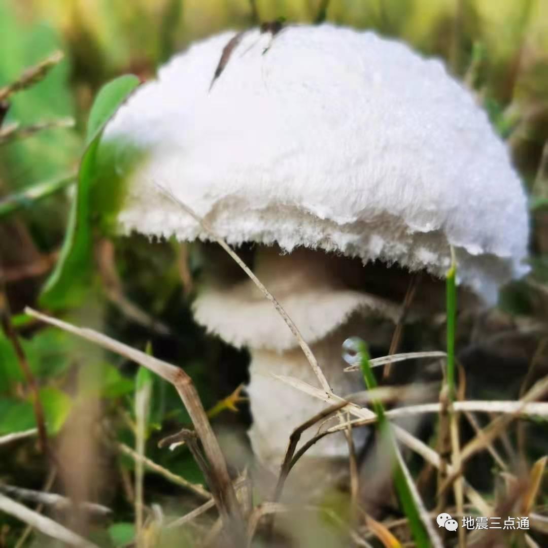 食用菌鉴别手册 | 过年吃腻了满汉全席，但这些高风险“健康食品”您了解么？