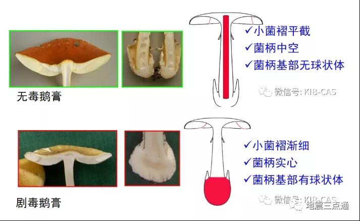 食用菌鉴别手册 | 过年吃腻了满汉全席，但这些高风险“健康食品”您了解么？