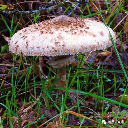 食用菌鉴别手册 | 过年吃腻了满汉全席，但这些高风险“健康食品”您了解么？