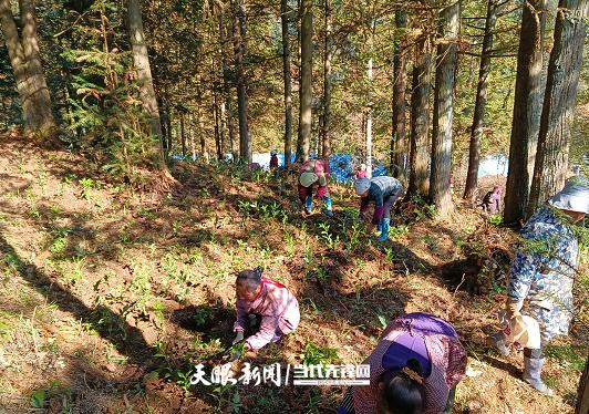 河口乡加池村：草珊瑚种下乡村振兴新希望