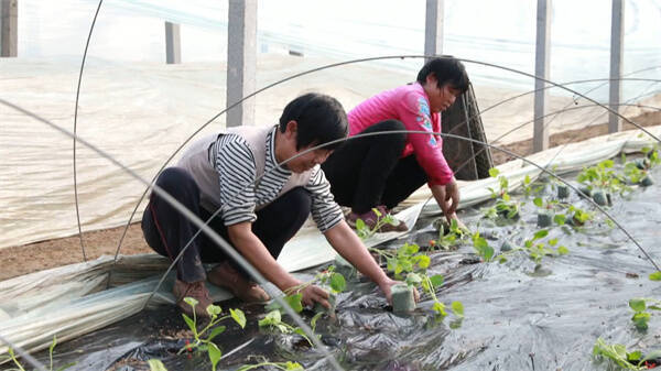 东营：五千亩“临河蜜”甜瓜种植基地 忙碌中开启致富新征程