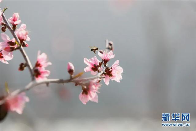 春已至，花已开~红河大地生机勃勃