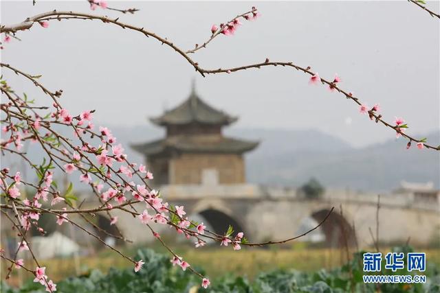 春已至，花已开~红河大地生机勃勃