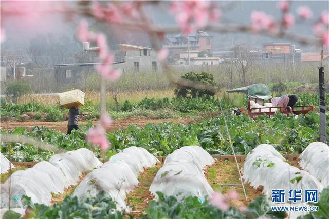 春已至，花已开~红河大地生机勃勃