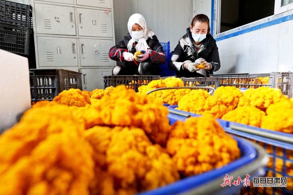 民乐县南古镇：循环农业显威力 金耳变成“金饽饽”