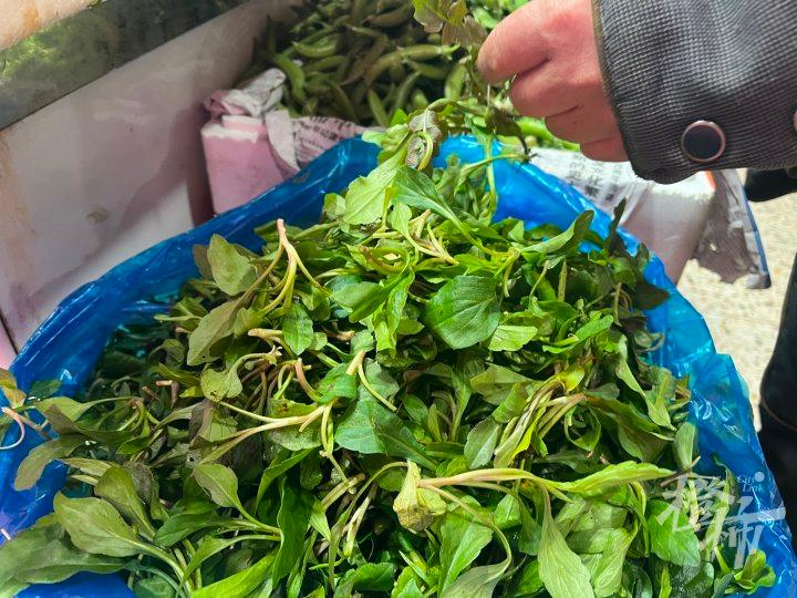 马兰头、荠菜、蒿菜……春天已在杭州人的碗盏里