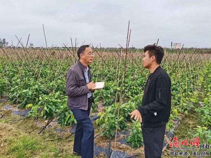 农技专家深入海口蔬菜基地调查生物降解农膜应用效果