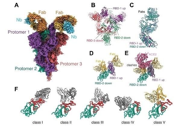 上海科学家最新发现：奥密克戎感染力是野生型的近十倍！