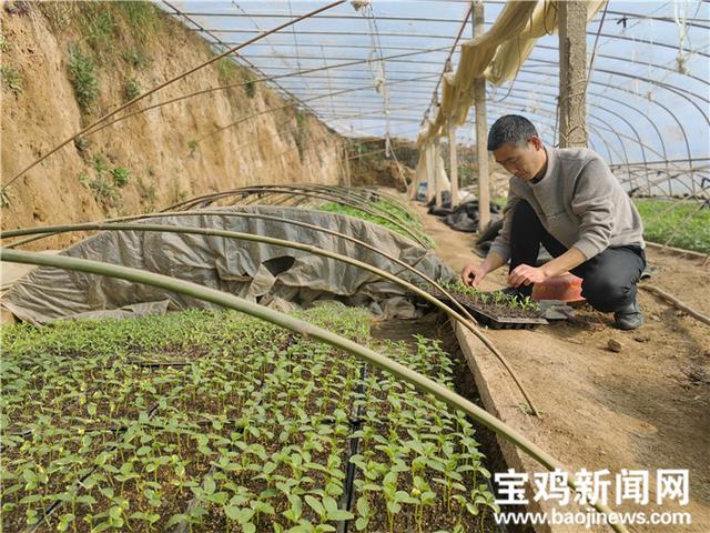 宝鸡陈仓区东关街道：全力打造宝鸡城市近郊万亩“菜园子”