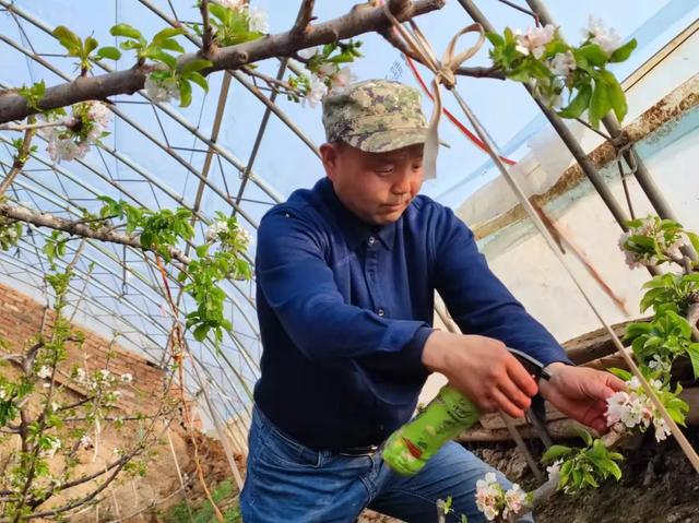 新春走基层 | 樱桃花开春来早