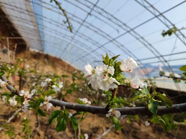 新春走基层 | 樱桃花开春来早