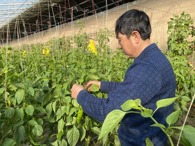 新春走基层·乡村振兴一线见闻 | 金积镇大庙桥村：蔬菜大棚飘出“幸福年味”