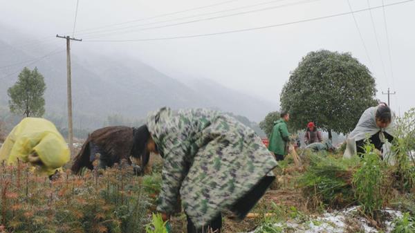 东安：苗圃开园早 苗商四面来