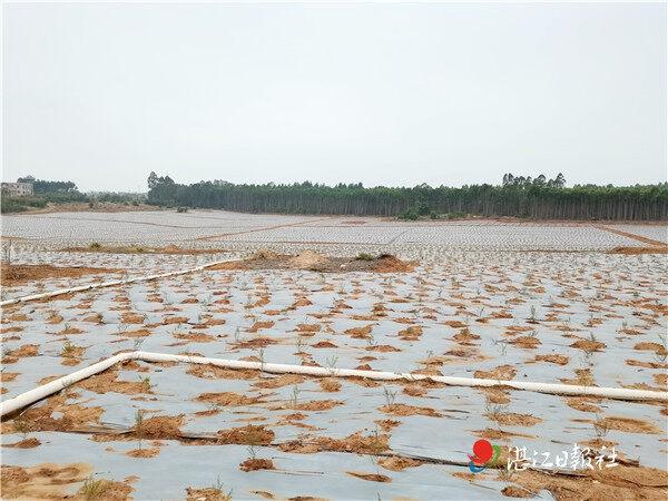 廉江车板镇：发展乡村产业，助力乡村振兴