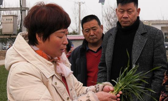 郏县：春来保麦促苗壮 搭好夏季丰产架