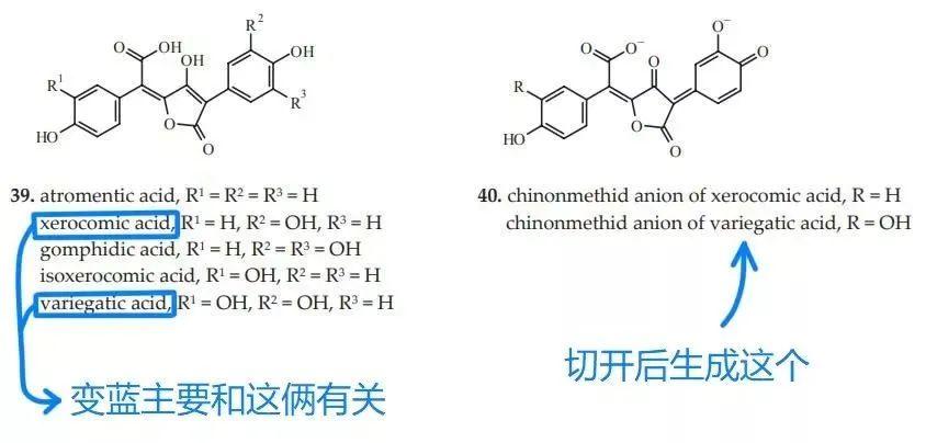 揪一下蘑菇，它怎么瞬间变色了？