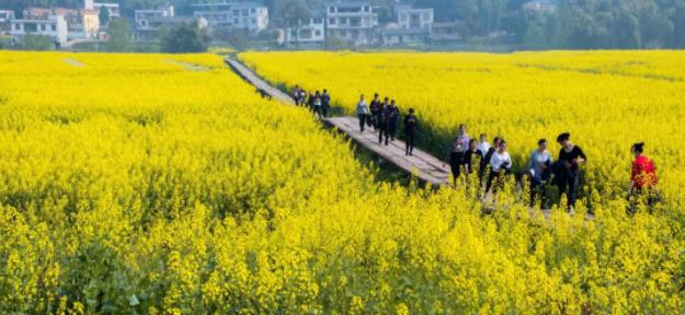 大足区寻春赏花攻略来了，请收藏