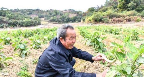 揭阳市惠来县乡村着力培育“白塔象牙茄子”农业品牌