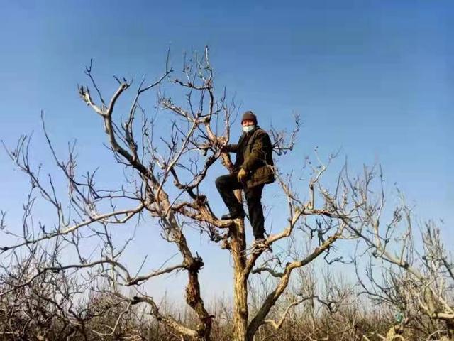 托布力其乡：一年之计在于春 农民修剪果树忙