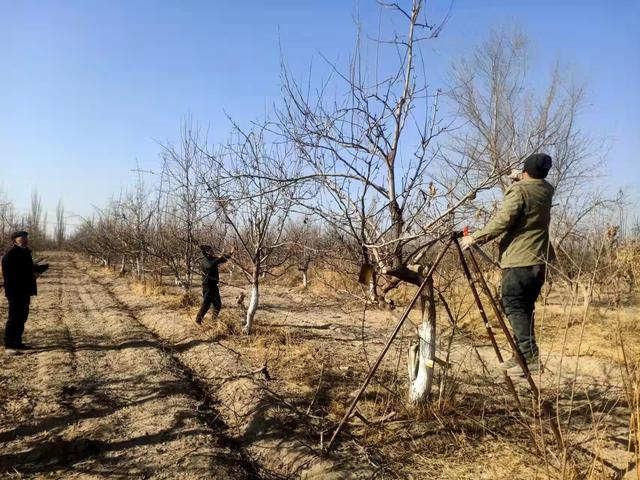 托布力其乡：一年之计在于春 农民修剪果树忙