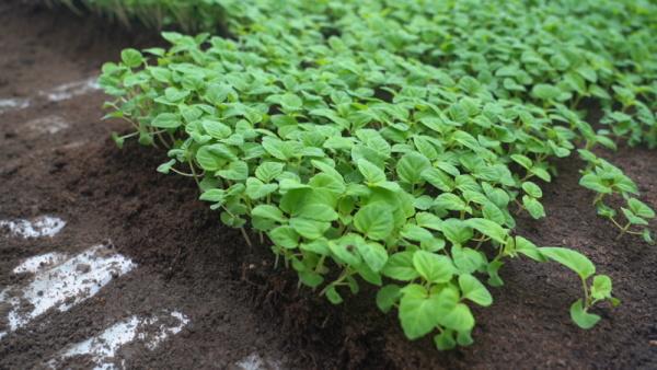 添彩山花节 裕民县培育100万株花苗