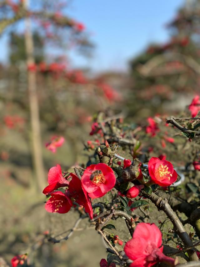 周末踏青，这些地方的花开正艳→