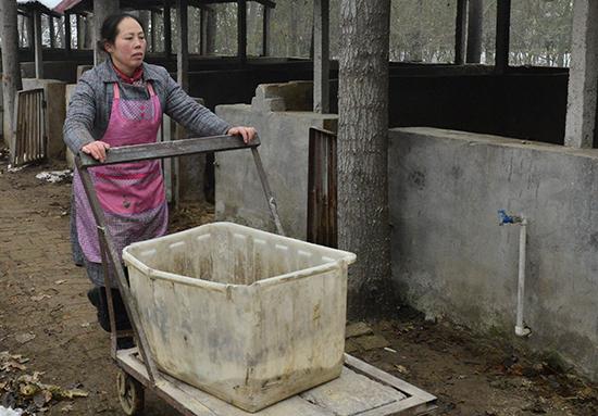 生态猪“司令”王慧玲的诗意人生