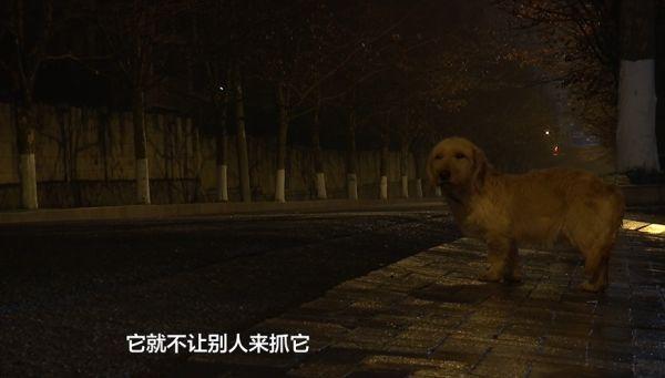 贵阳的忠犬八公，风雪中等待主人！小区居民们都心疼坏了