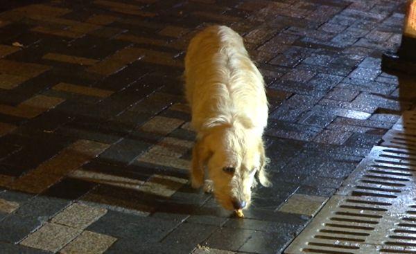 贵阳的忠犬八公，风雪中等待主人！小区居民们都心疼坏了