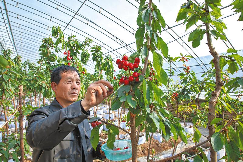 小樱桃带“红”乡村振兴大产业