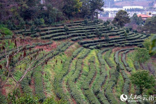 云南双柏：茶产业美了乡村 富了乡亲